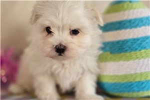 Katherine - Maltese for sale