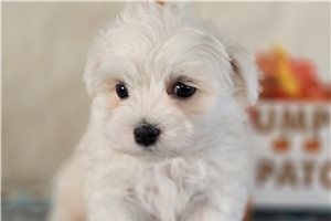Ayden - Maltese for sale