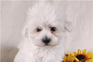 Steph - puppy for sale