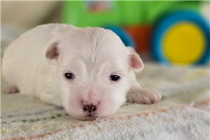 Tomas - Maltese for sale