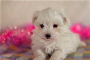 Kinsley - Maltese for sale