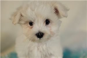 Victor - Maltese for sale