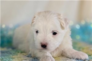 Tomas - Maltese for sale