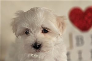 Haven - Maltese for sale