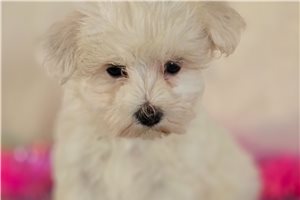 Valerie - Maltese for sale