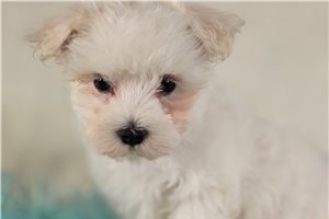 Victor - Maltese for sale