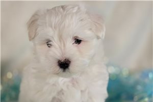Tomas - Maltese for sale
