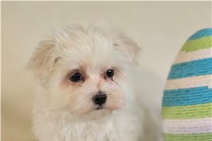 Katherine - Maltese for sale