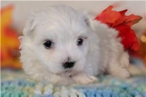 Achilles - Maltese for sale