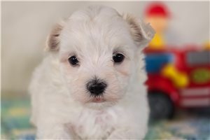 Victor - Maltese for sale