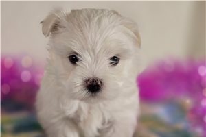 Morgan - Maltese for sale