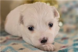 Virginia - Maltese for sale