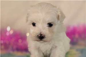 Valerie - Maltese for sale