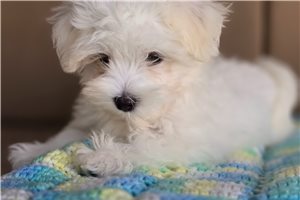 Victor - Maltese for sale