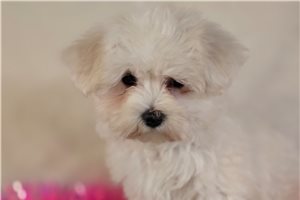 Valerie - Maltese for sale