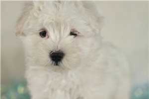 Tomas - Maltese for sale