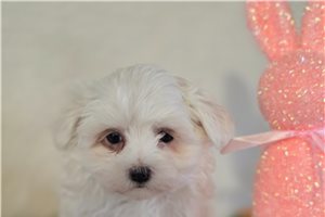 Kinsley - Maltese for sale