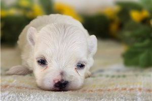 Soroya - Maltese for sale