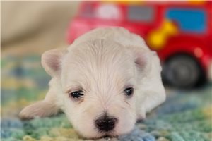 Victor - puppy for sale