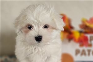 Ayden - Maltese for sale