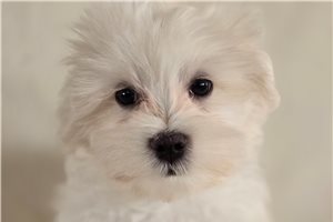 Sean - Maltese for sale