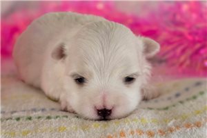 Morgan - puppy for sale