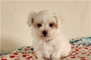 Pixel - puppy for sale