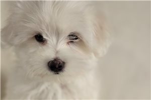 Sloan - Maltese for sale