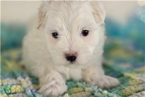 Tomas - Maltese for sale