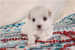 Terra - puppy for sale