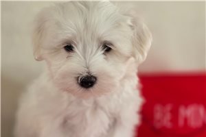 Hendrix - Maltese for sale