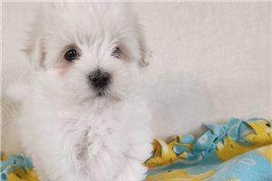 Stella - puppy for sale