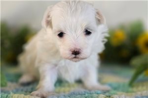 Katherine - Maltese for sale