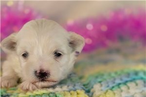 Valerie - Maltese for sale