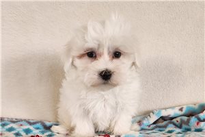 Adam - puppy for sale