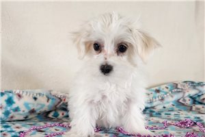 Amanda - puppy for sale