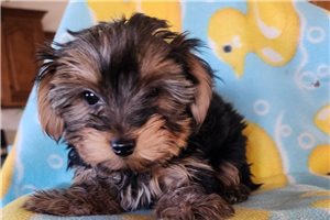Storm - Yorkshire Terrier - Yorkie for sale
