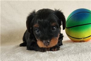 Edwin - Yorkshire Terrier - Yorkie for sale