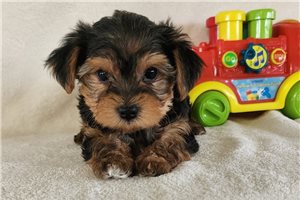 Eduardo - puppy for sale