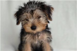 Trinket - Yorkshire Terrier - Yorkie for sale