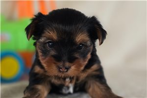 Cory - Yorkshire Terrier - Yorkie for sale