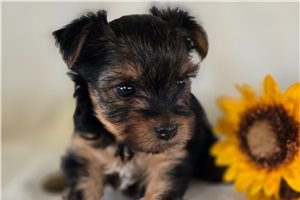 Sienna - Yorkshire Terrier - Yorkie for sale