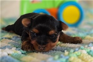 Cory - Yorkshire Terrier - Yorkie for sale