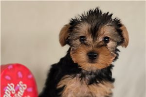 Tyra - puppy for sale