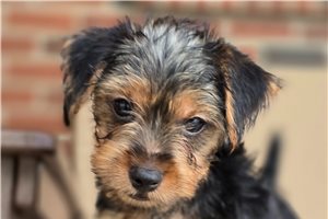 Toshi - Yorkshire Terrier - Yorkie for sale