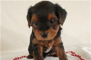 Edmund - Yorkshire Terrier - Yorkie for sale