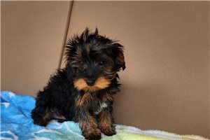 Edwin - puppy for sale
