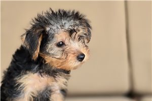 Trinket - Yorkshire Terrier - Yorkie for sale