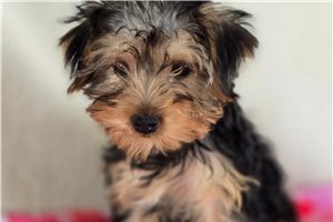 Teresa - Yorkshire Terrier - Yorkie for sale