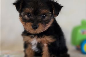 Weston - Yorkshire Terrier - Yorkie for sale